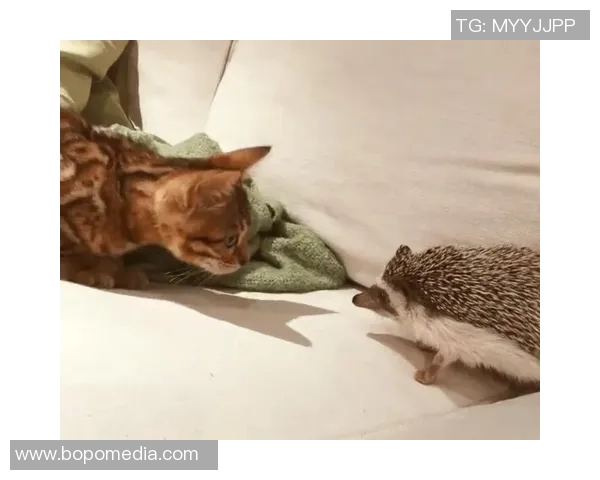 猫踢足球的明星是谁揭秘猫咪与足球的奇妙结合与趣味故事